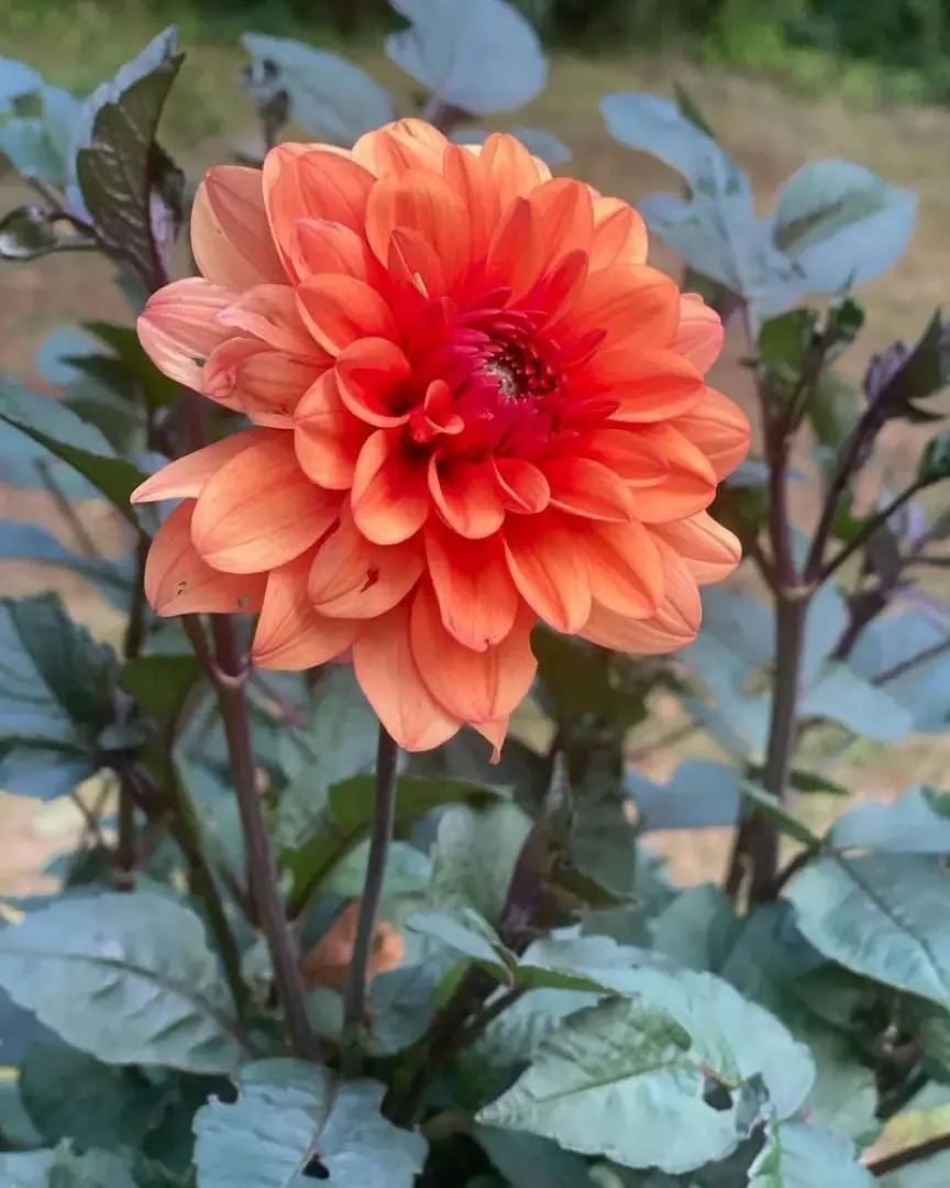 Dahlia David Howard Tubers
