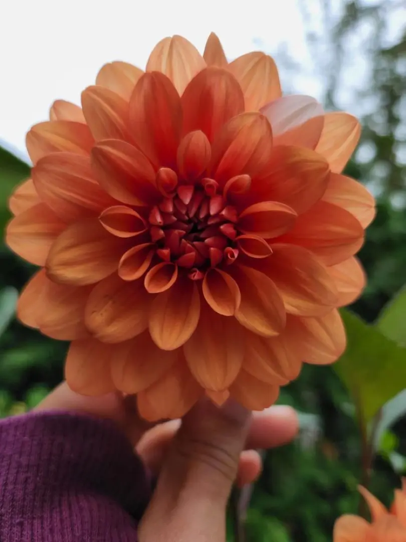 Dahlia David Howard Tubers