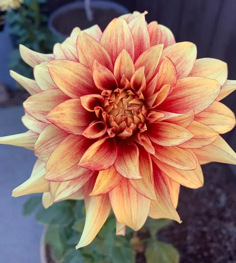 Dahlia Dazzling Magic Tubers