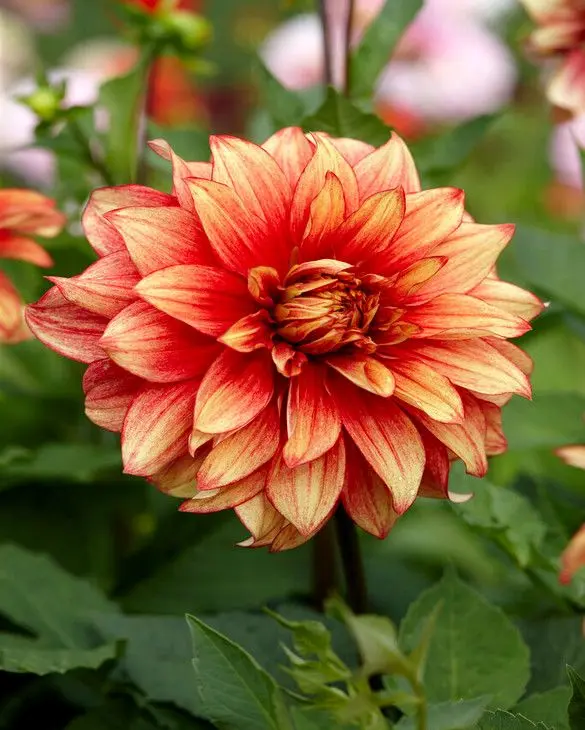 Dahlia Dazzling Magic Tubers