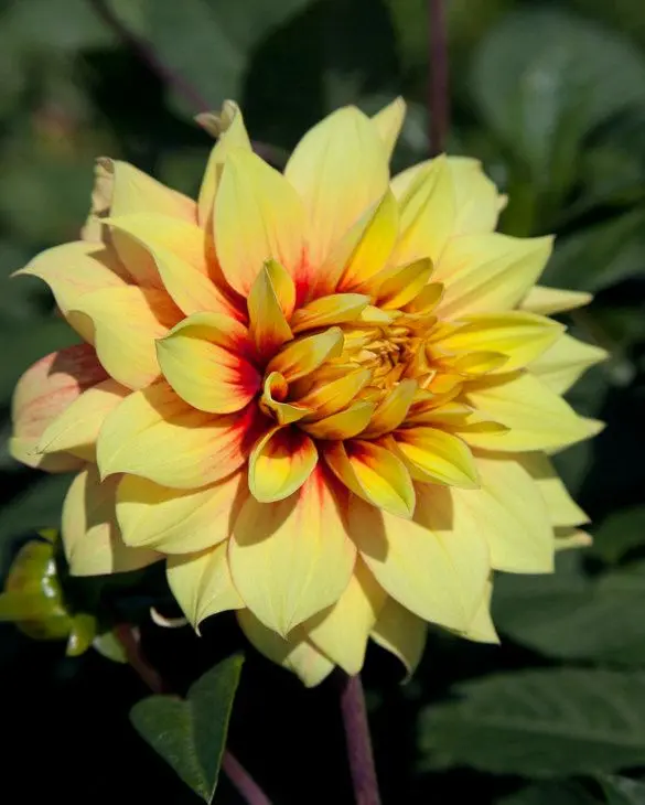 Dahlia Dazzling Magic Tubers