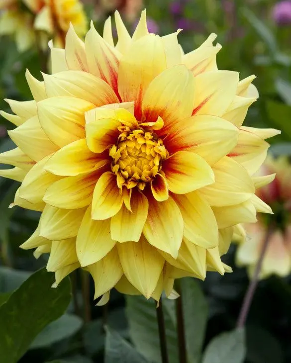 Dahlia Dazzling Magic Tubers
