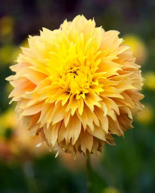 Dahlia Deep Impact Tubers