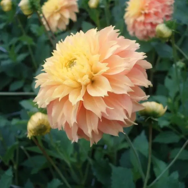 Dahlia Deep Impact Tubers