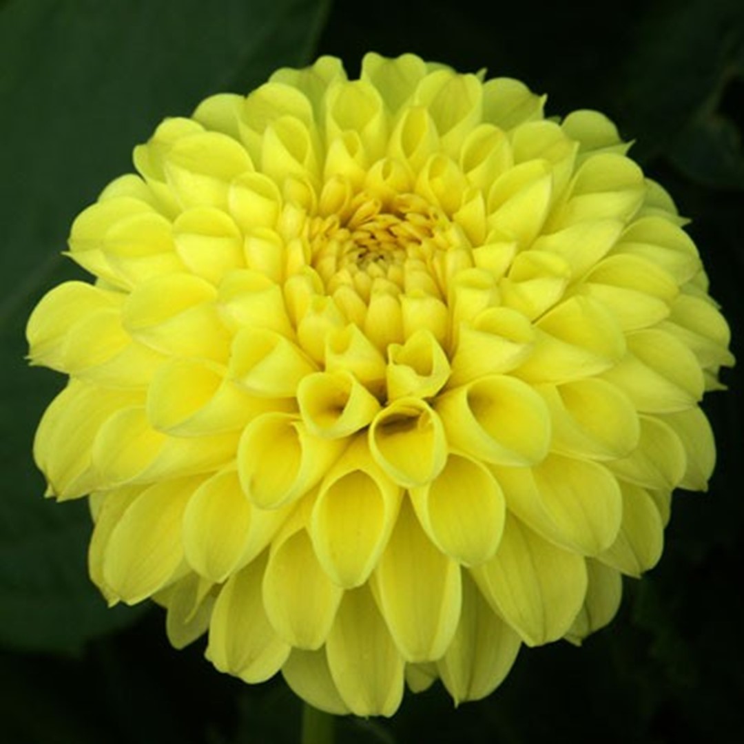 Dahlia Deepest Yellow Tubers