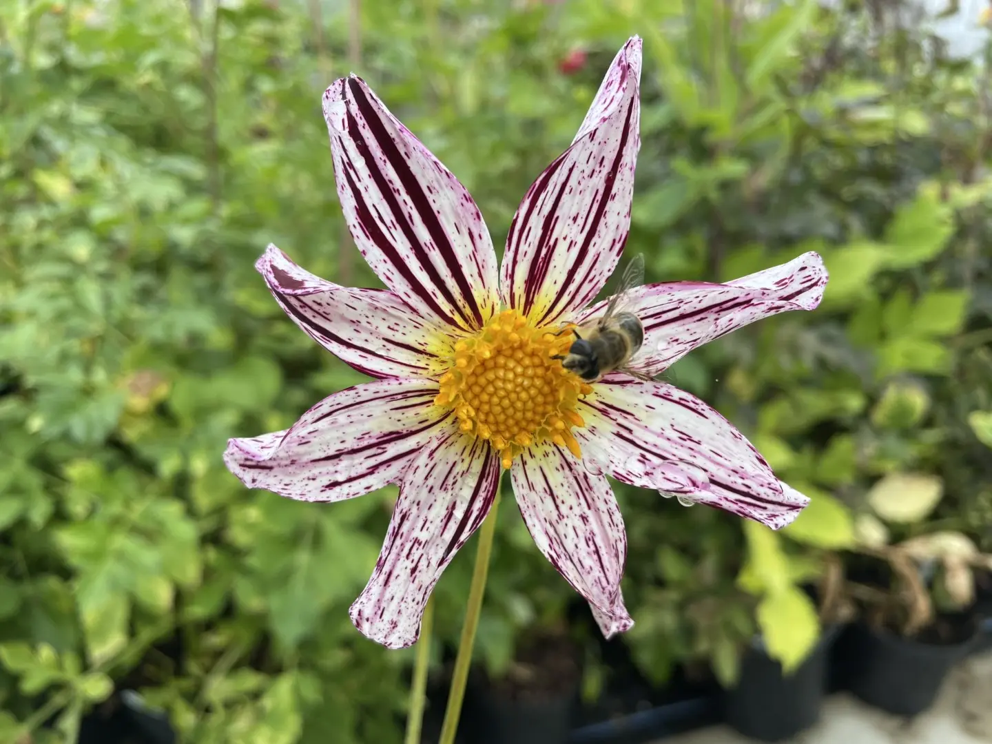 Dahlia Destiny's Teachers Tubers
