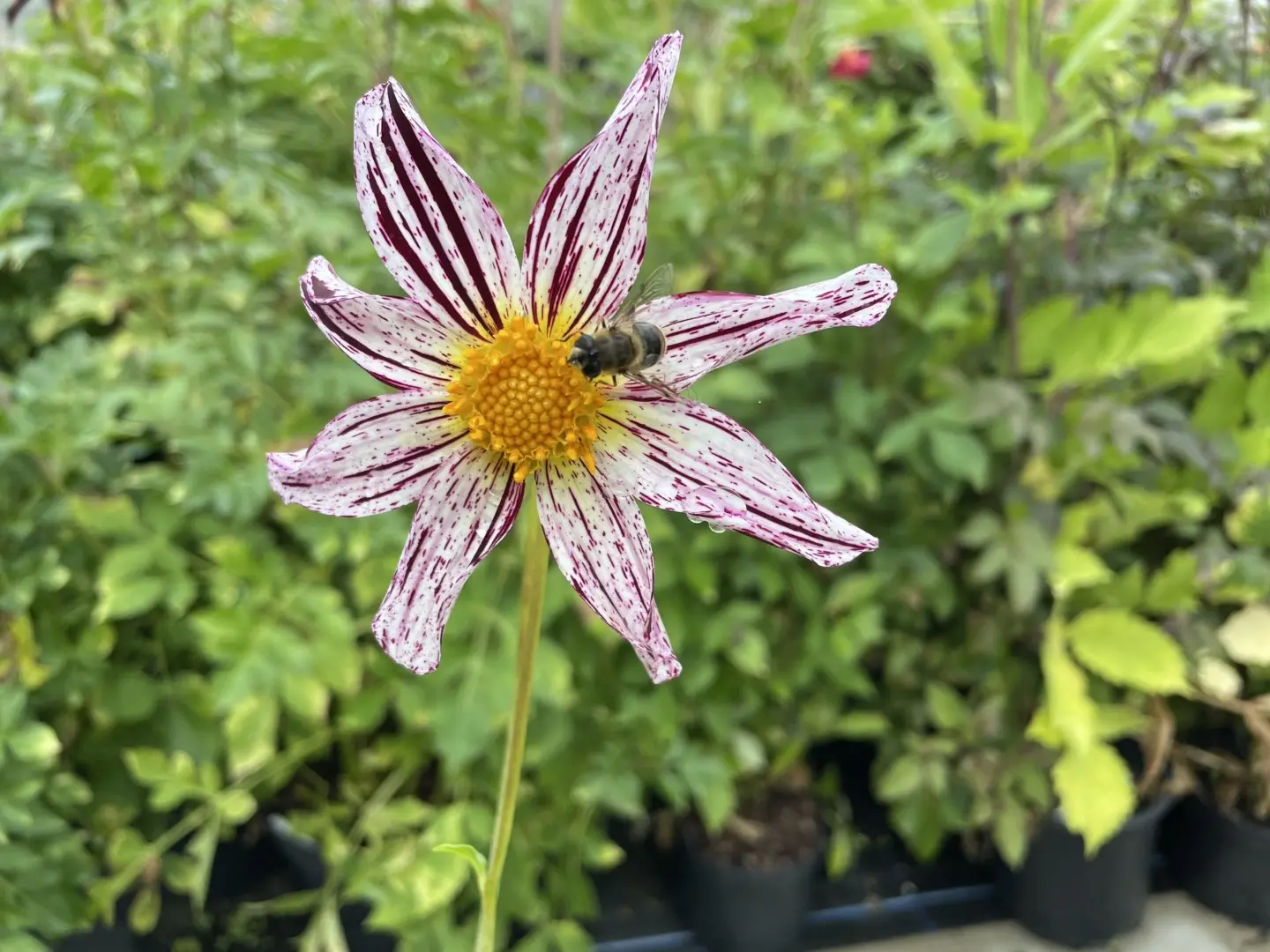 Dahlia Destiny's Teachers Tubers