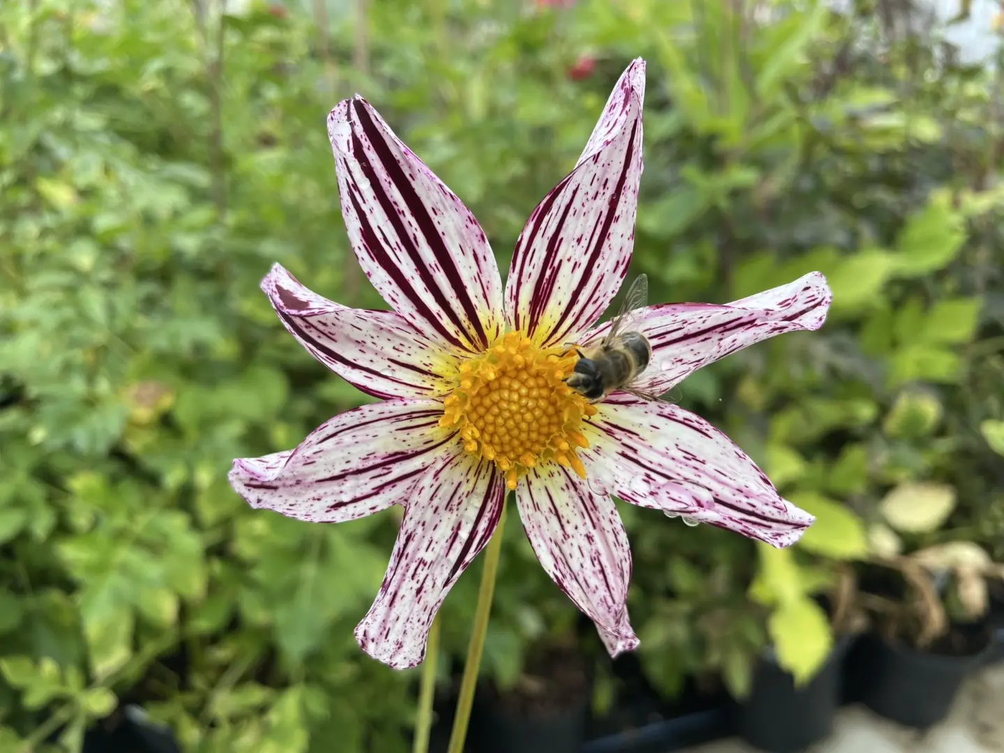 Dahlia Destiny's Teachers Tubers