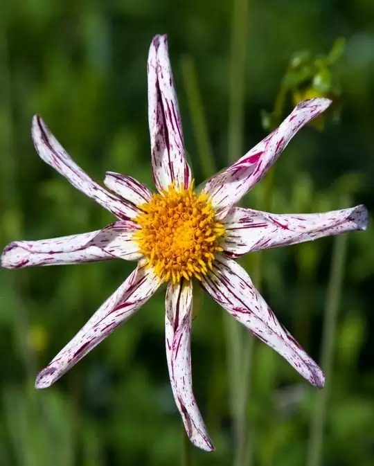 Dahlia Destinys Teacher Tubers