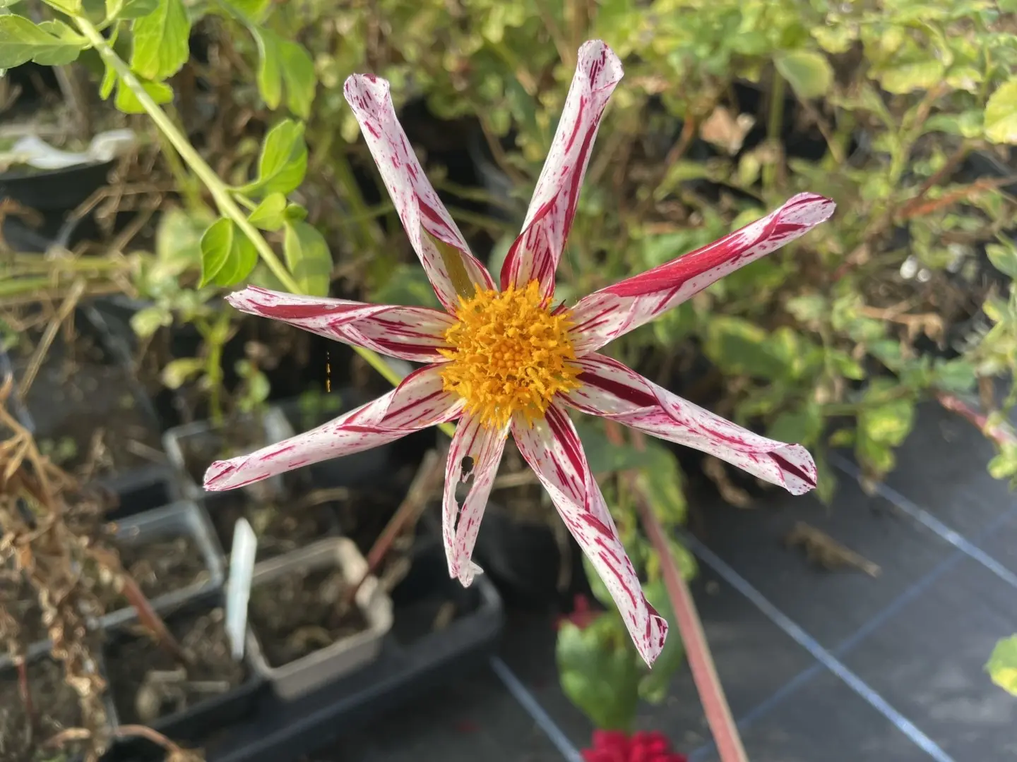 Dahlia Destiny's Teachers Tubers