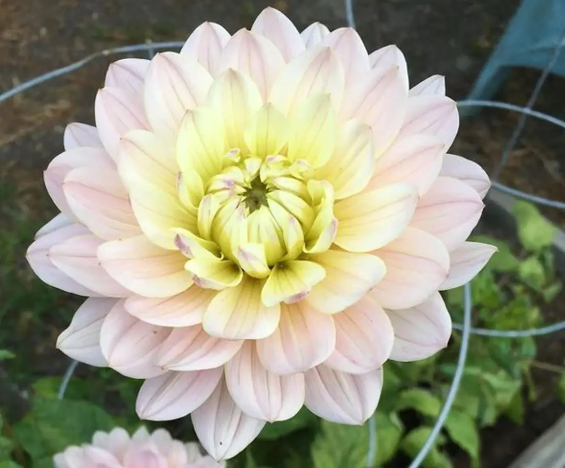 Dahlia Diana’s Memory Tubers