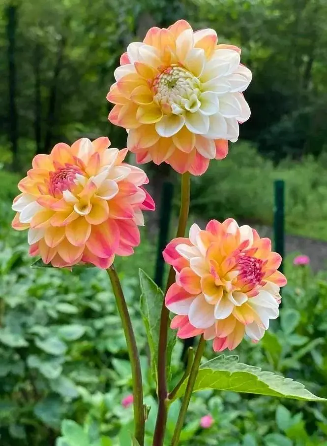Dahlia Double Jill Tubers