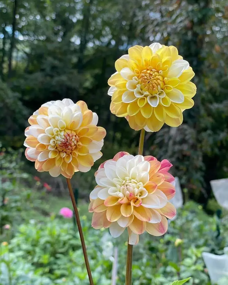 Dahlia Double Jill Tubers
