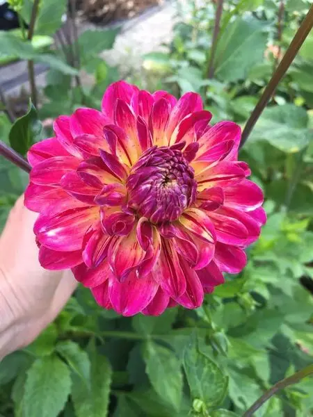 Dahlia Double Shine Tubers