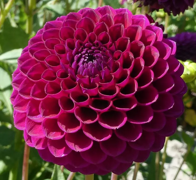 Dahlia Downham Royal Tubers
