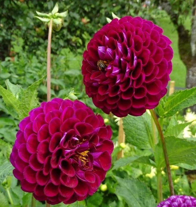 Dahlia Downham Royal Tubers - Image 2