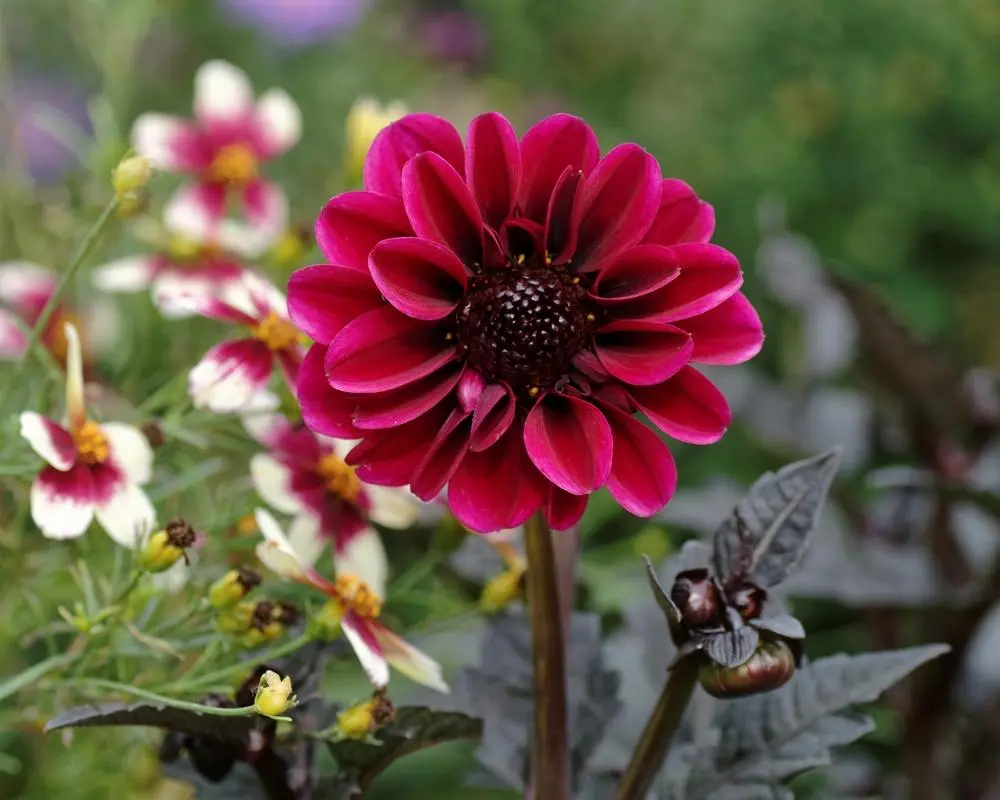 Dahlia Dracula