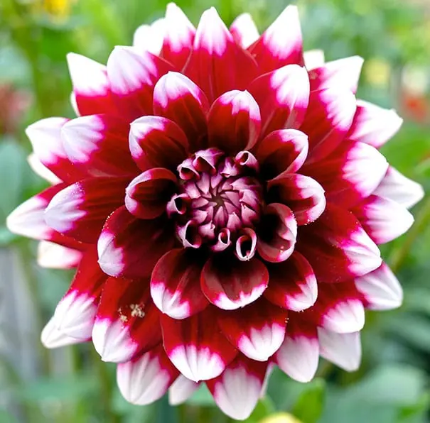 Dahlia Duet Tubers