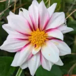 Dahlia Edge of Joy Tubers