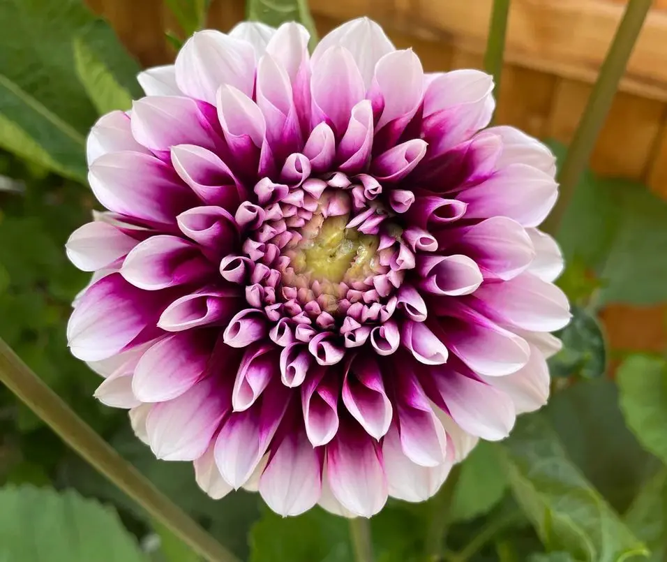 Dahlia Edinburgh Tubers