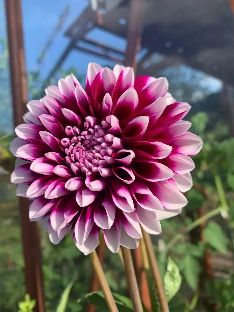 Dahlia Edinburgh Tubers