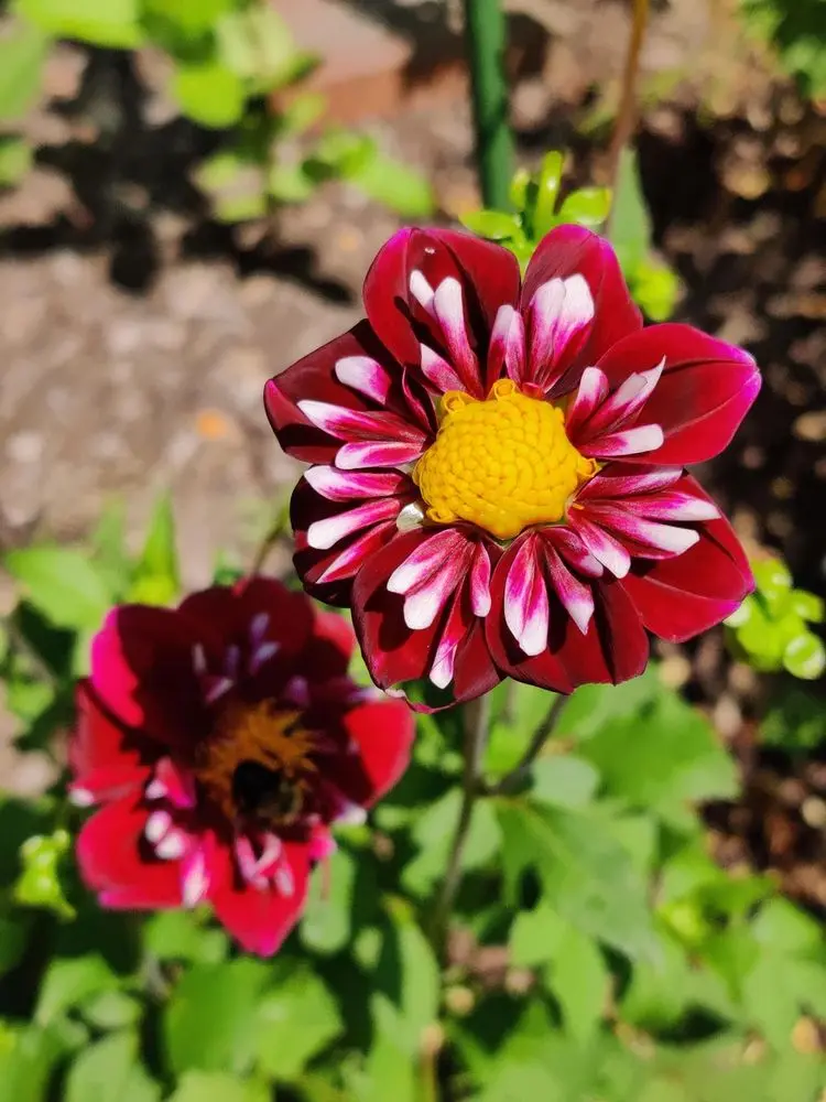Dahlia Eefje Tubers