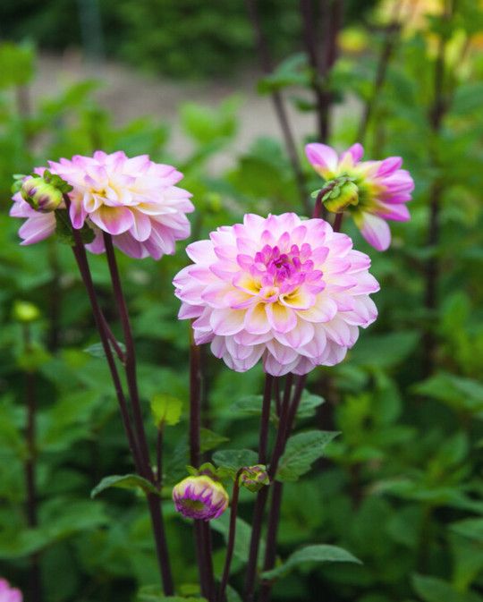 Dahlia El Paso Tubers