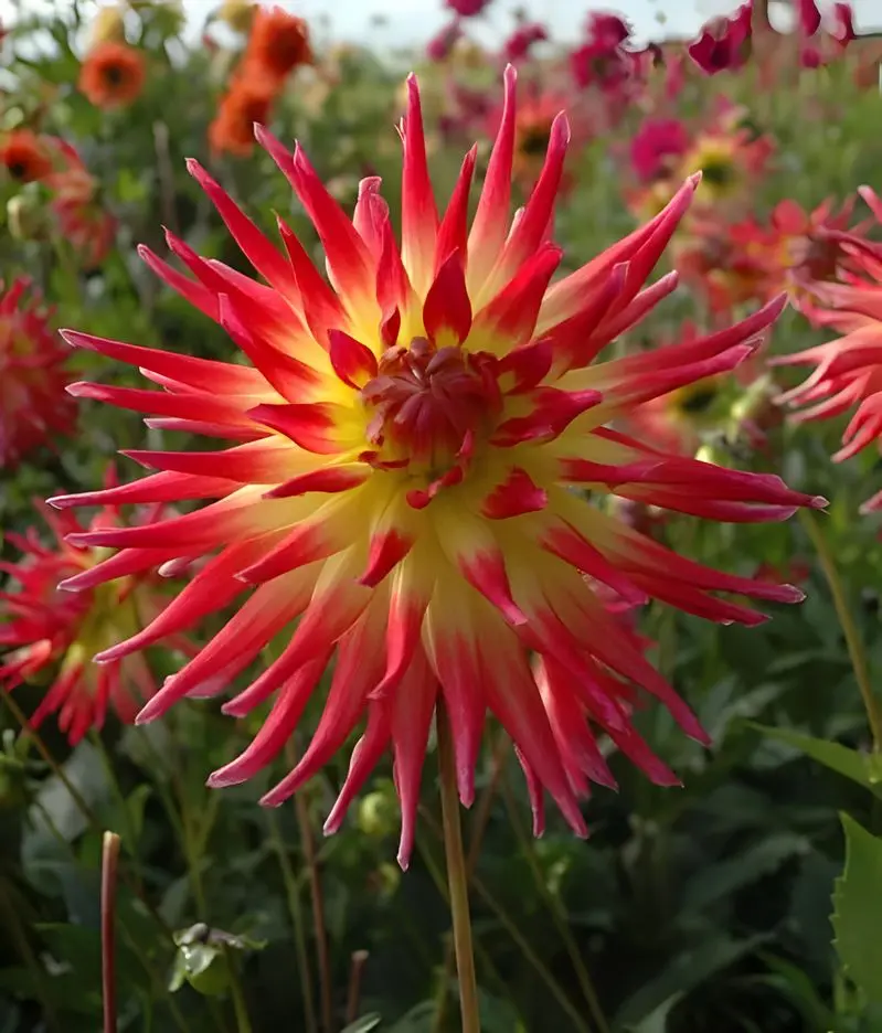 Dahlia Electric Flash Tubers