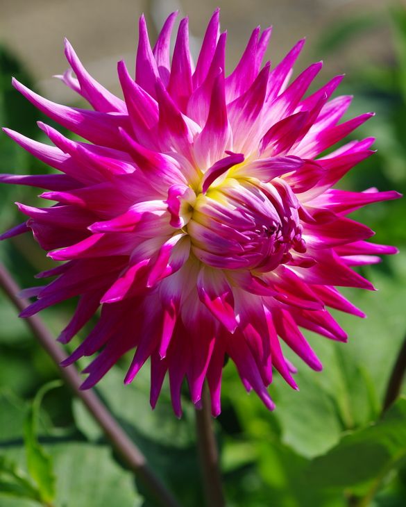 Dahlia Electric Light Tubers