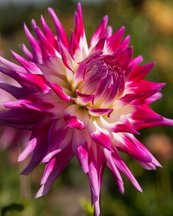 Dahlia Electric Light Tubers
