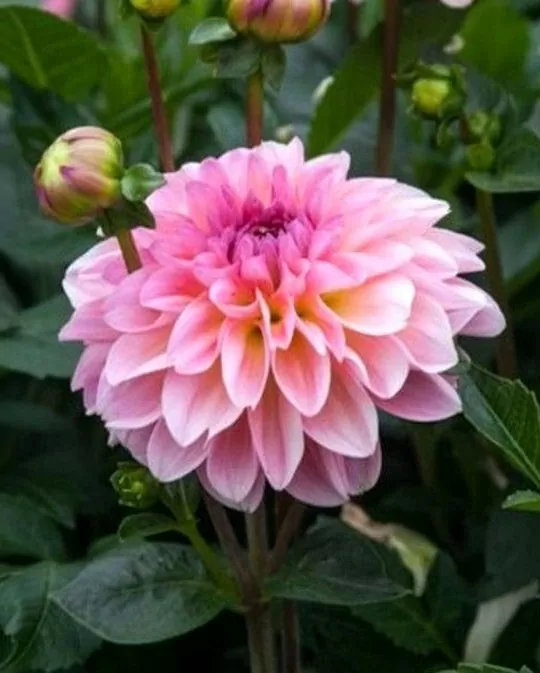 Dahlia Elsi Tubers