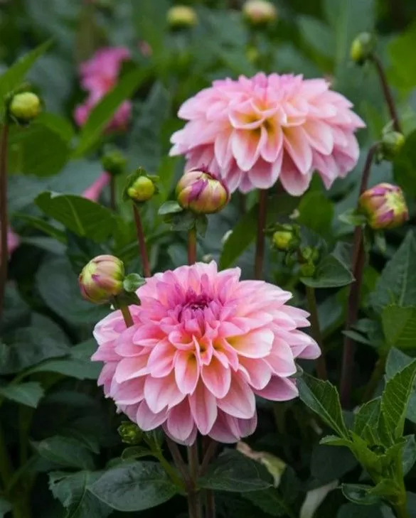 Dahlia Elsi Tubers