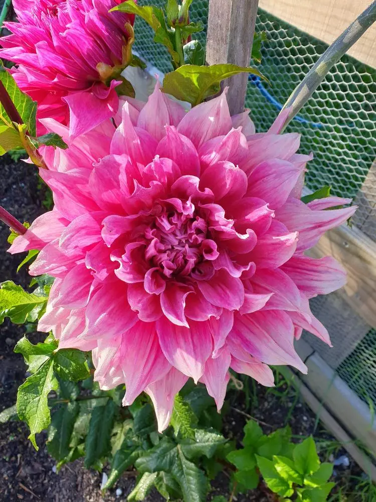 Dahlia Emory Paul Tubers