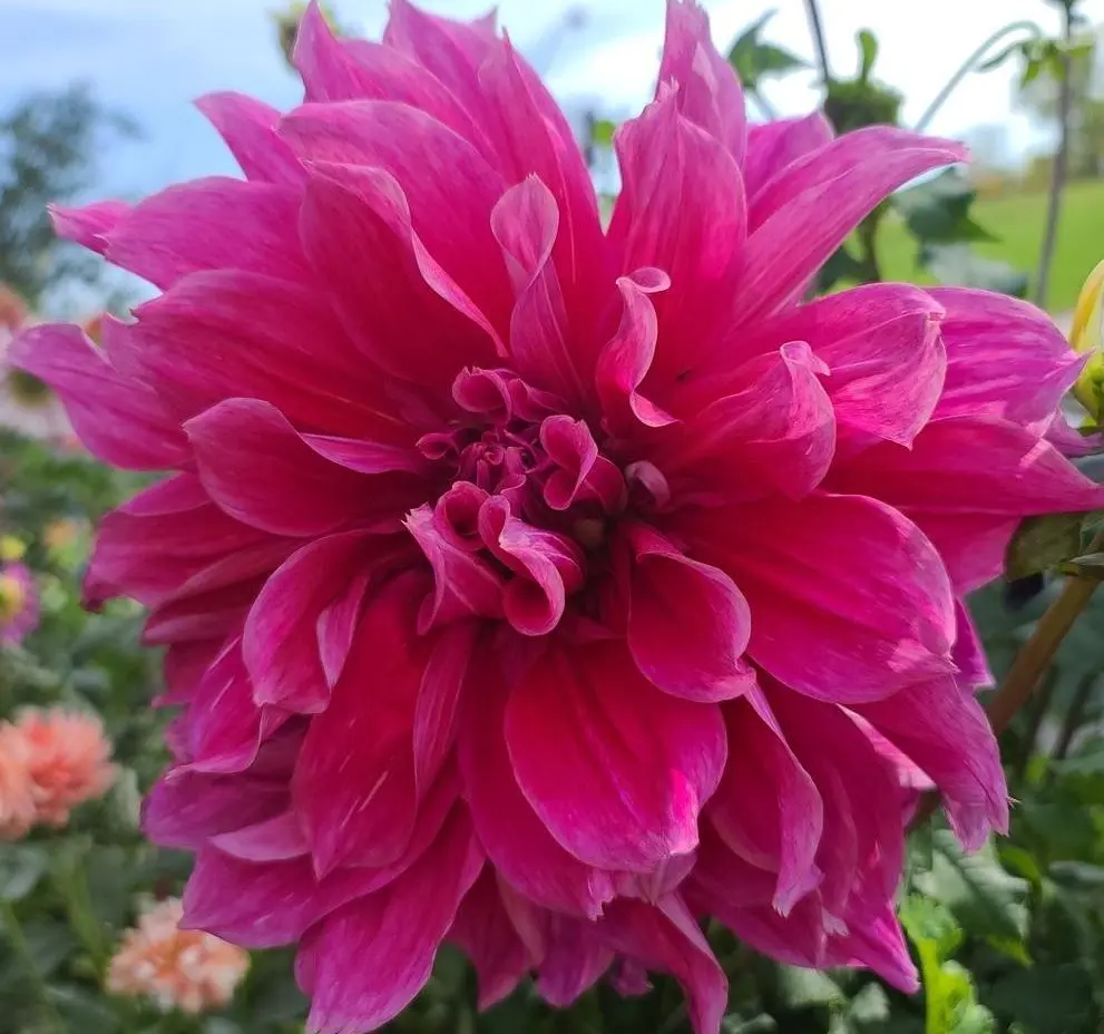 Dahlia Emory Paul Tubers