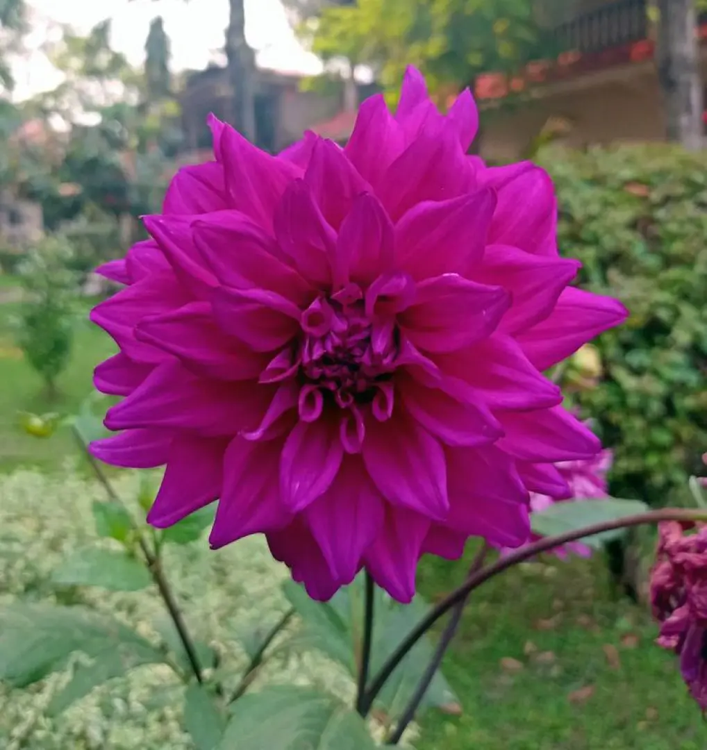 Dahlia Engelhardt’s Matador Tubers