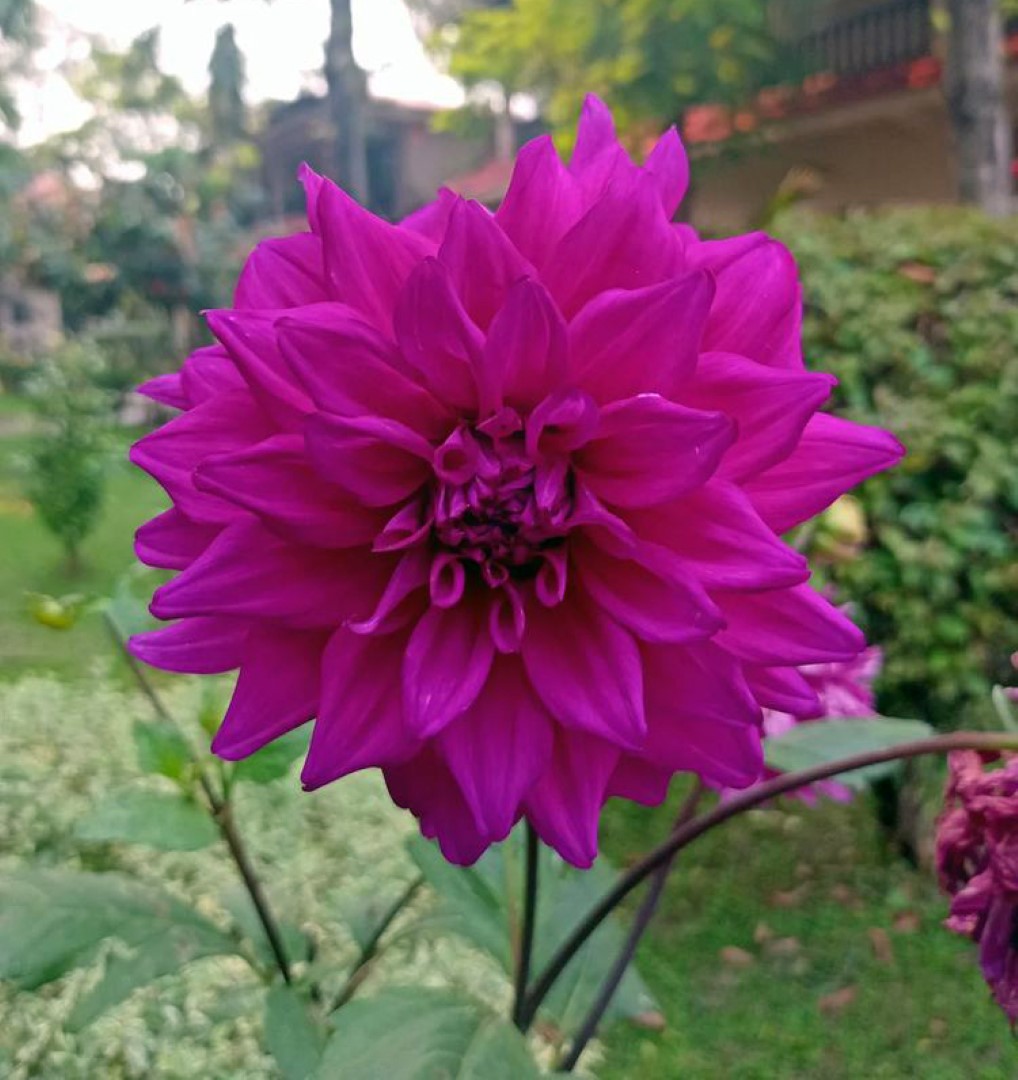 Dahlia Engelhardt’s Matador Tubers