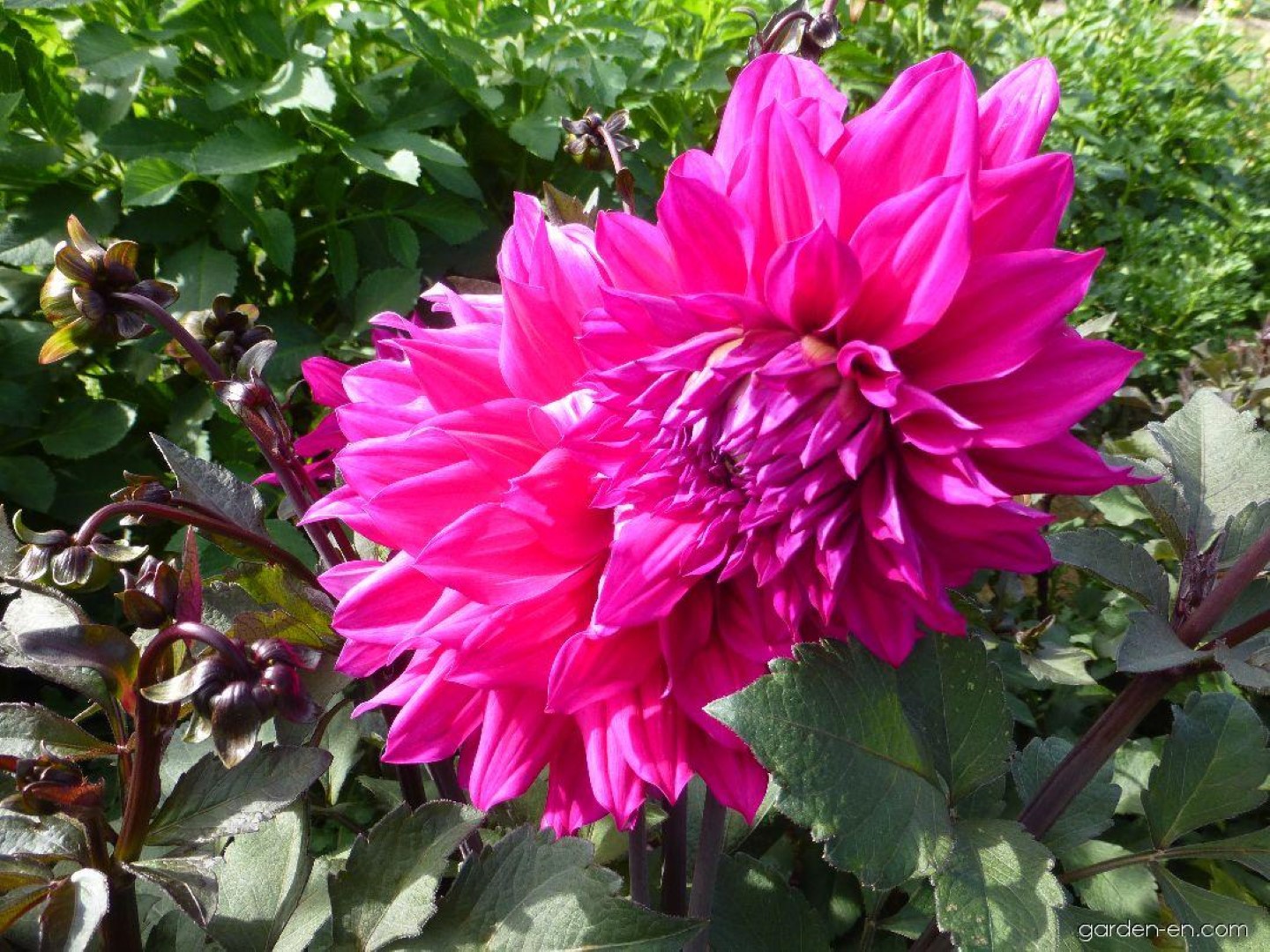 Dahlia Engelhardt’s Matador Tubers