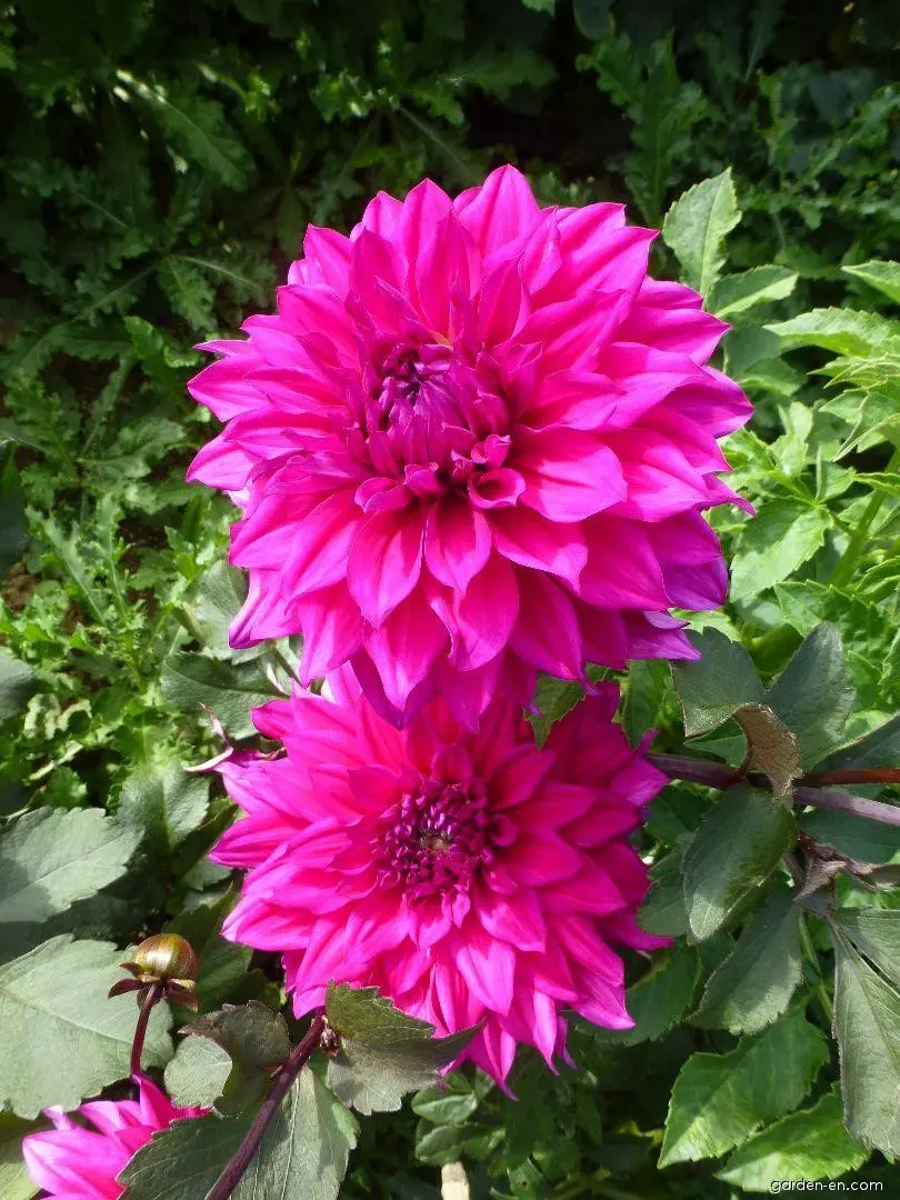 Dahlia Engelhardt’s Matador Tubers