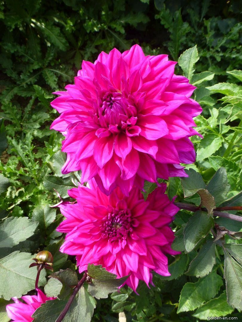 Dahlia Engelhardt’s Matador Tubers