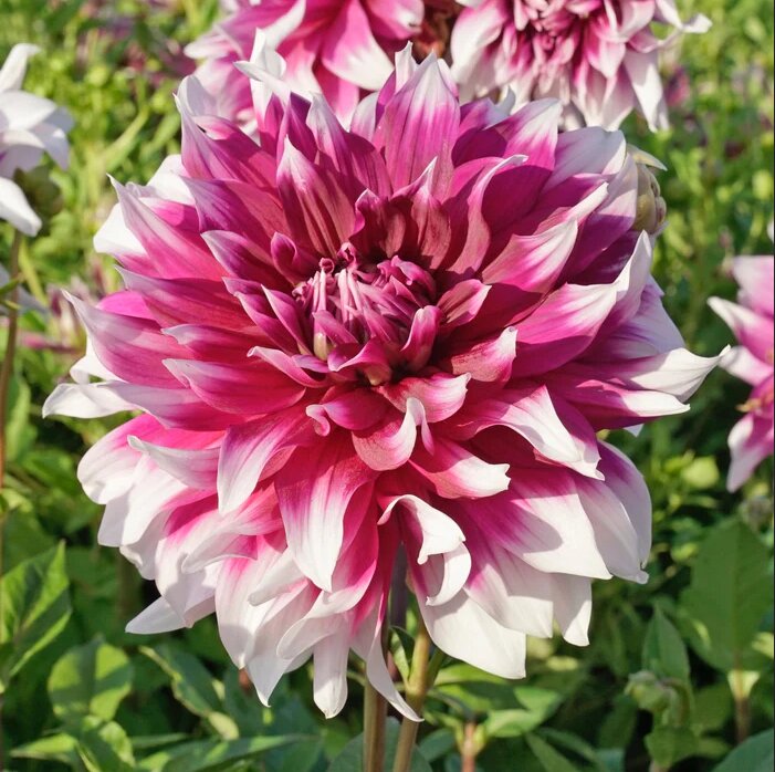 Dahlia England's Glory Tubers