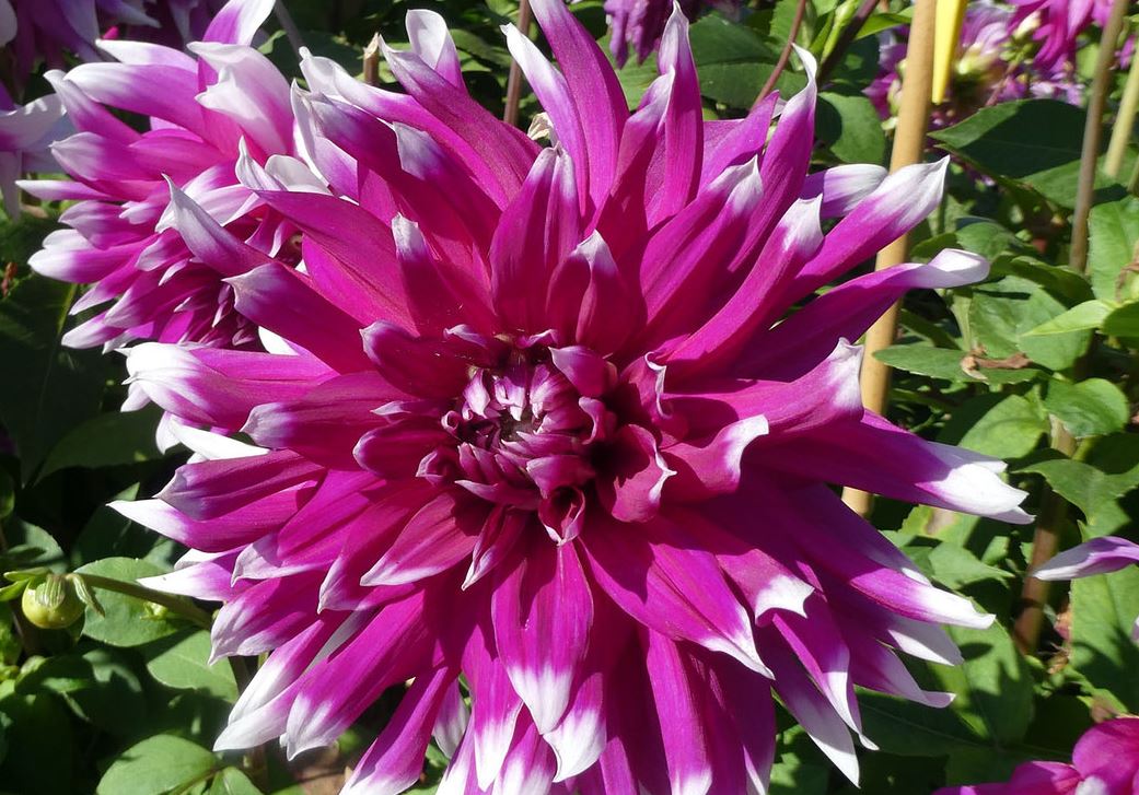 Dahlia England’s Glory Tubers