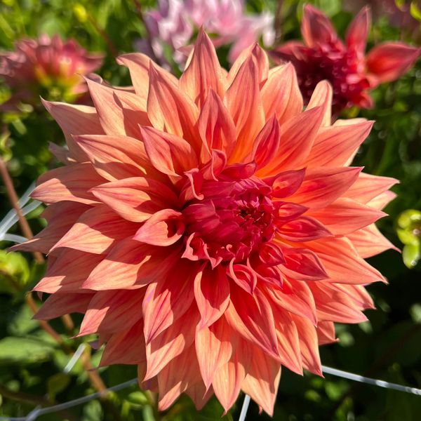 Dahlia Eva Luna Tubers