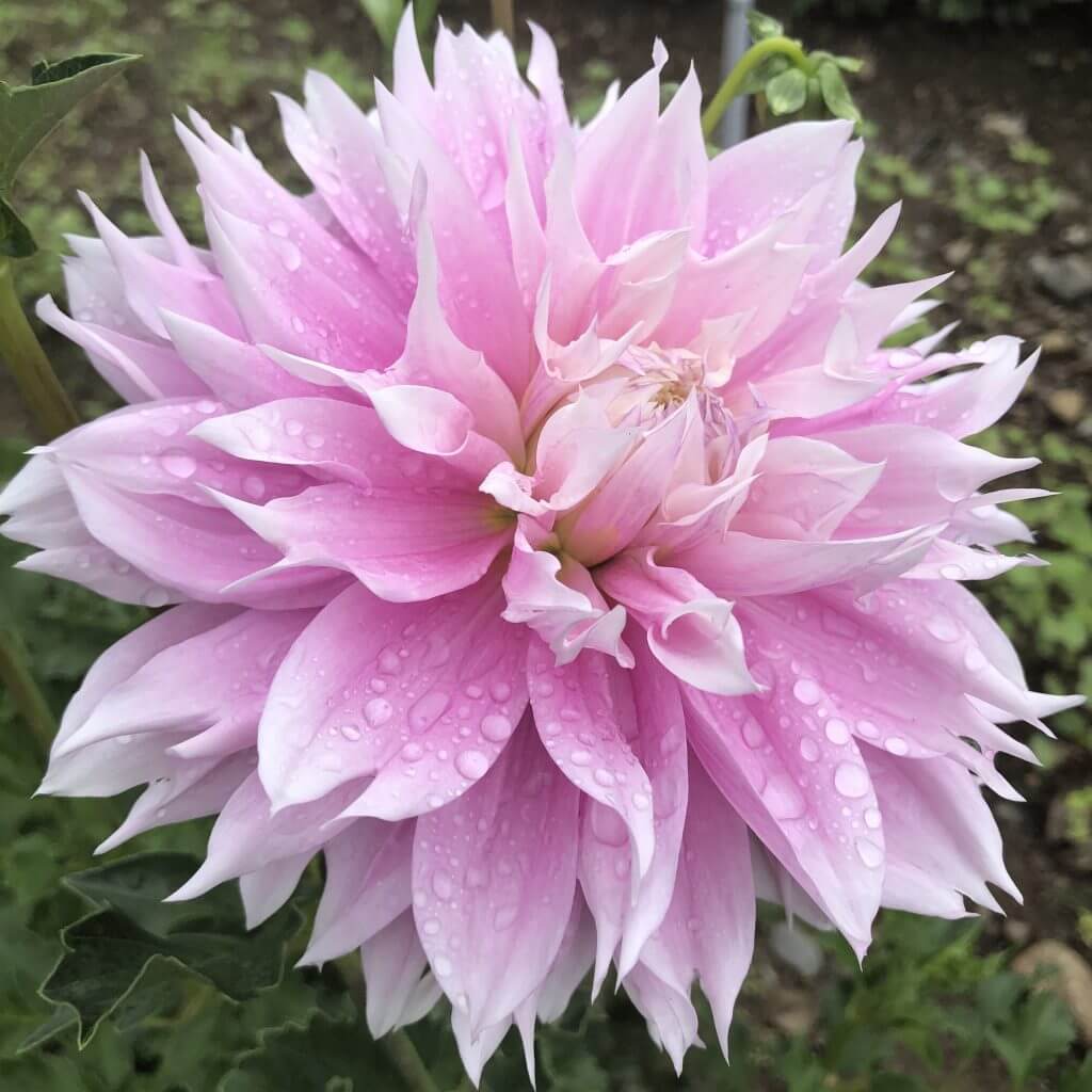 Dahlia Evanah Tubers
