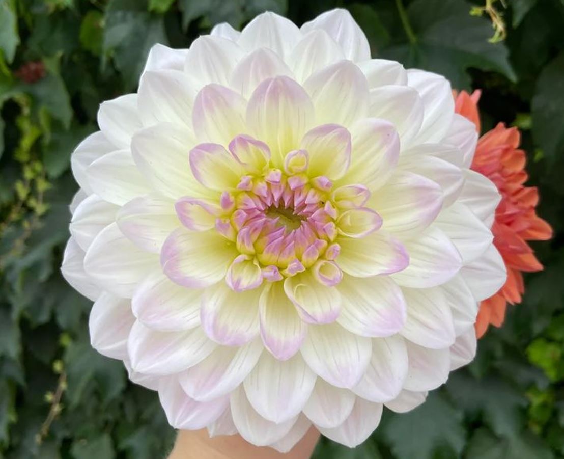 Dahlia Eveline Tubers