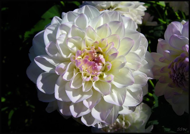 Dahlia Eveline Tubers