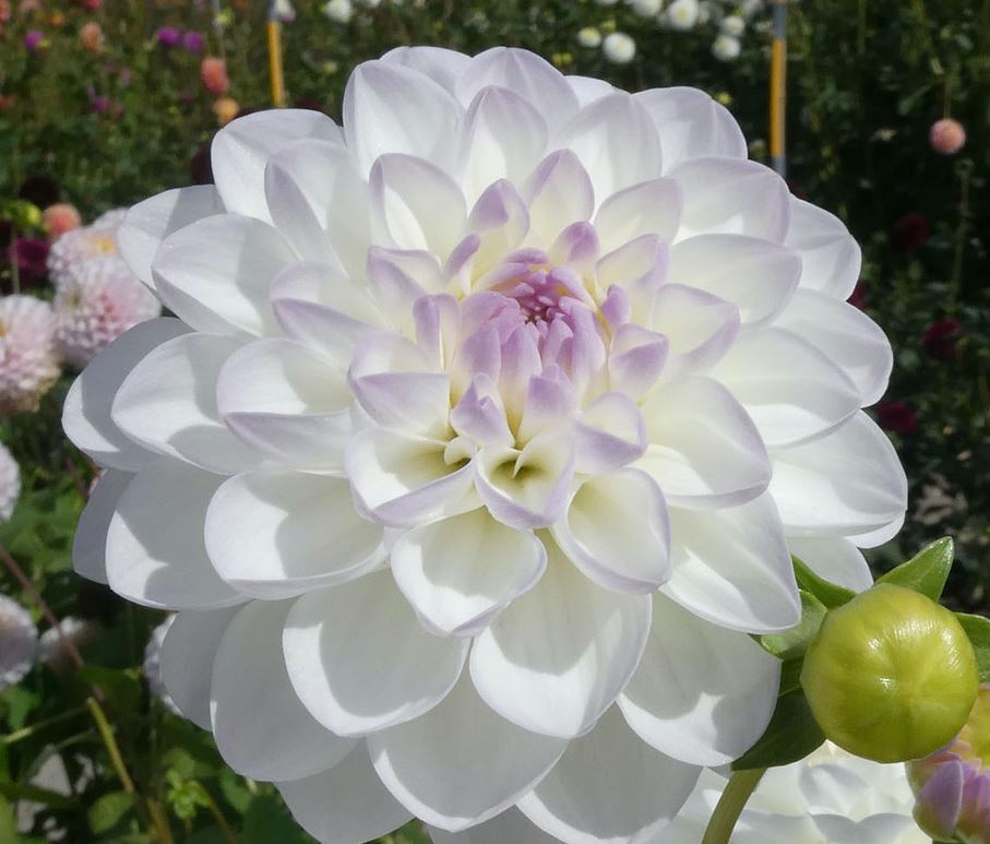 Dahlia Eveline Tubers