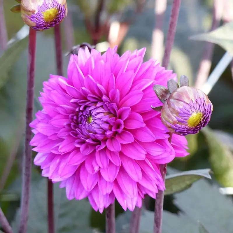 Dahlia Evening Breeze Tubers