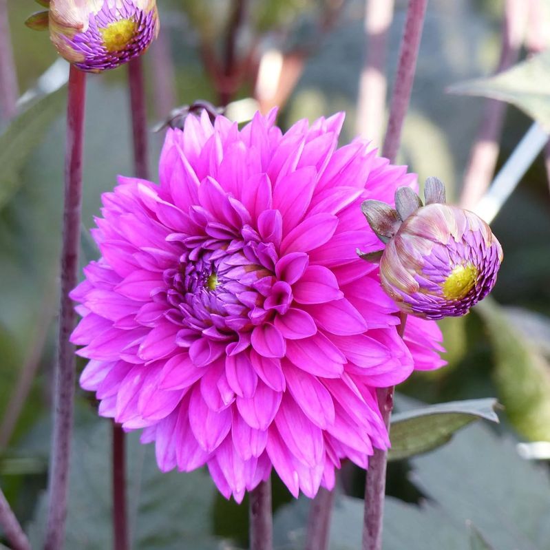 Dahlia Evening Breeze Tubers