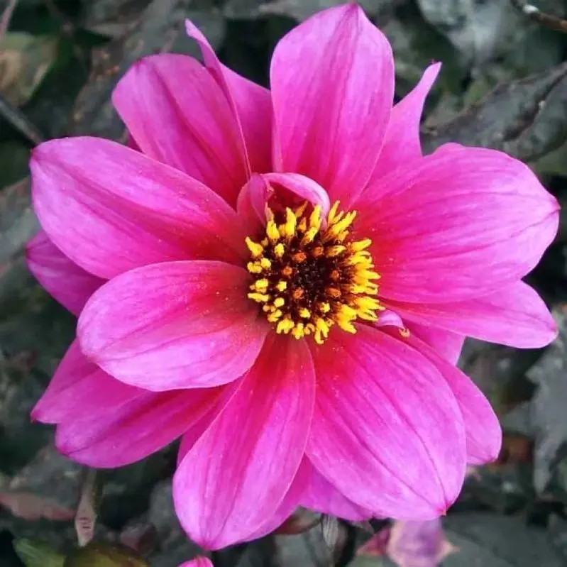 Dahlia Excentrique Tubers