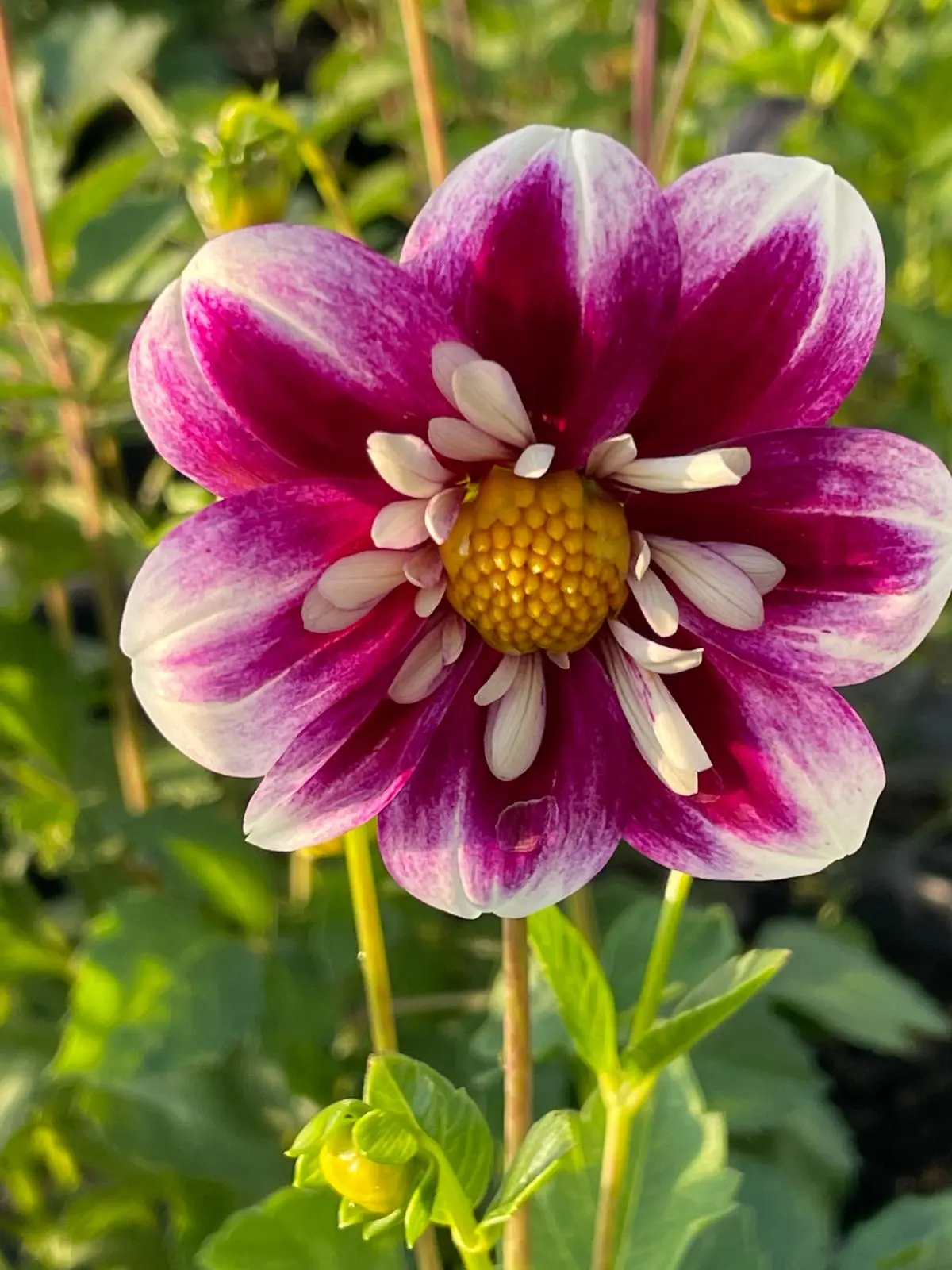 Dahlia Fabula Tubers